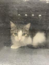 Shelter Stray Unknown Cat last seen SHORELINE/POND 2, 16 Barnes Ct, Hayward, CA 94544, USA