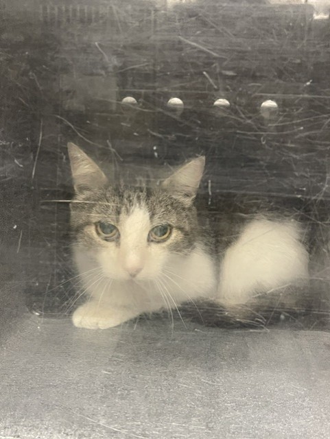 Shelter Stray Unknown Cat last seen SHORELINE/POND 2, 16 Barnes Ct, Hayward, CA 94544, USA