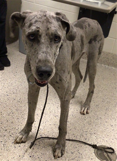 Shelter Stray Female Dog last seen Near BLOCK E 138TH, 12155 Park Blvd, Brighton, CO 80601, USA