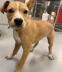 Shelter Stray Female Dog last seen Near BLOCK E JOHNSTON AVE, HEMET, CA, 581 S Grand Ave, San Jacinto, CA 92582, USA