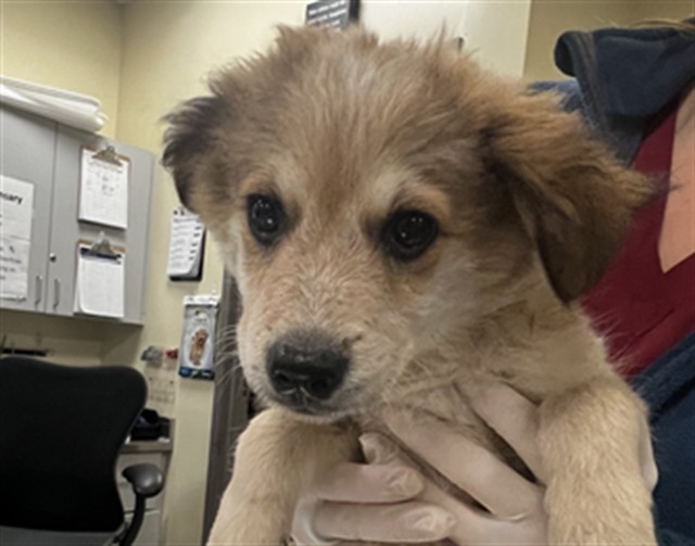 Shelter Stray Male Dog last seen MERLOT PL, SAN JACINTO, CA, 581 S Grand Ave, San Jacinto, CA 92582, USA