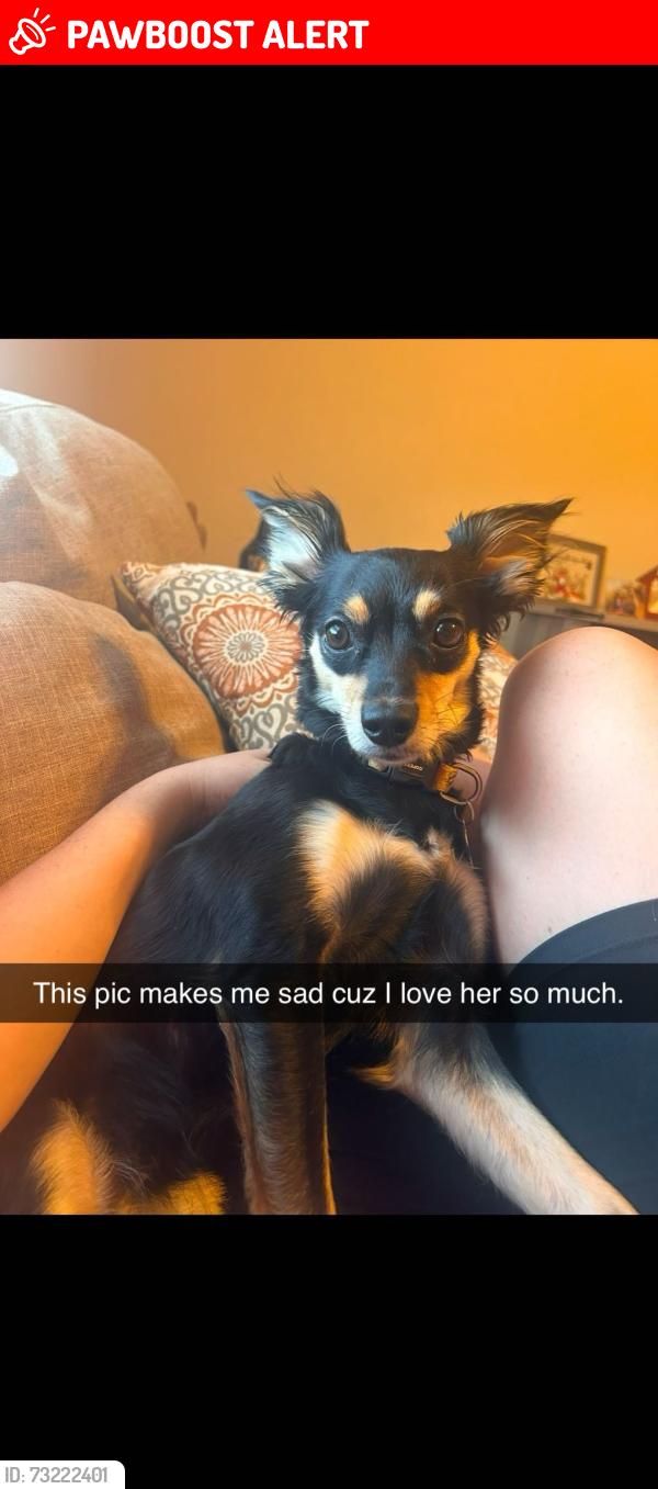 Lost Female Dog last seen 820-830 crraft center road, Timbercreek Canyon, TX 79118