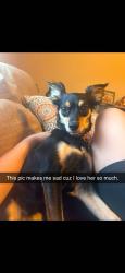 Lost Female Dog last seen 820-830 crraft center road, Timbercreek Canyon, TX 79118
