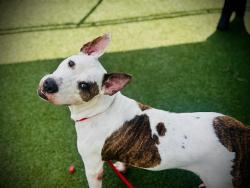 Shelter Stray Male Dog last seen , 2769 Conroy Rd, Orlando, FL 32839, USA