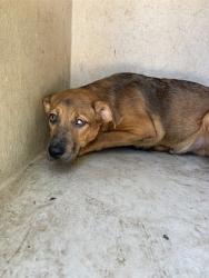 Shelter Stray Male Dog last seen Near BLOCK NW 12TH ST, OKLAHOMA CITY OK 73127, 2811 SE 29th St, Oklahoma City, OK 73129, USA