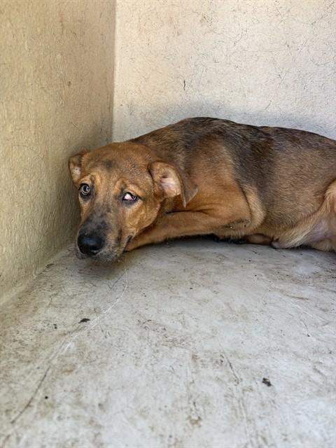 Shelter Stray Male Dog last seen Near BLOCK NW 12TH ST, OKLAHOMA CITY OK 73127, 2811 SE 29th St, Oklahoma City, OK 73129, USA