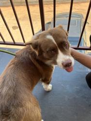 Shelter Stray Male Dog last seen Near BLOCK S I35 SERVICE RD SB, 2811 SE 29th St, Oklahoma City, OK 73129, USA