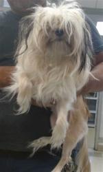 Shelter Stray Female Dog last seen , 2811 SE 29th St, Oklahoma City, OK 73129, USA
