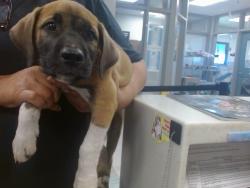 Shelter Stray Male Dog last seen , 2811 SE 29th St, Oklahoma City, OK 73129, USA
