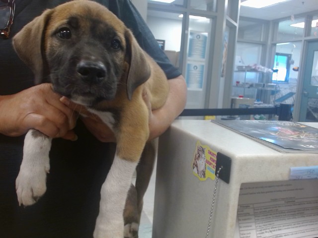 Shelter Stray Male Dog last seen , 2811 SE 29th St, Oklahoma City, OK 73129, USA
