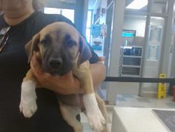 Shelter Stray Female Dog last seen , 2811 SE 29th St, Oklahoma City, OK 73129, USA