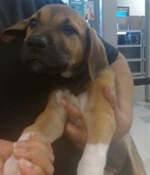 Shelter Stray Female Dog last seen , 2811 SE 29th St, Oklahoma City, OK 73129, USA