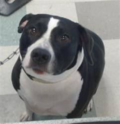 Shelter Stray Female Dog last seen , 2811 SE 29th St, Oklahoma City, OK 73129, USA