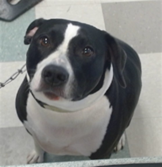 Shelter Stray Female Dog last seen , 2811 SE 29th St, Oklahoma City, OK 73129, USA