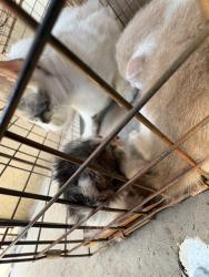 Shelter Stray Unknown Cat last seen Near BLOCK NW 12TH ST, OKLAHOMA CITY OK 73127, 2811 SE 29th St, Oklahoma City, OK 73129, USA