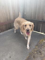 Reunited Unknown Dog last seen Center pkwy / J pkwy, Sacramento, CA 95823