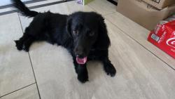 Found/Stray Male Dog last seen Jones, Las Vegas, NV 89147