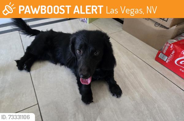 Found/Stray Male Dog last seen Jones, Las Vegas, NV 89147