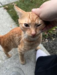 Found/Stray Female Cat last seen MacEnroe and Kirkdale, Columbus, OH 43004