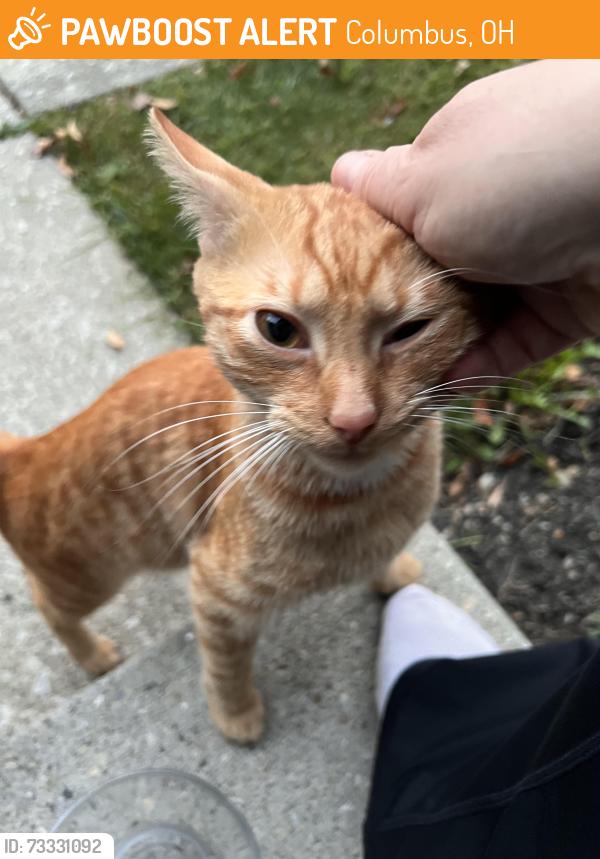 Found/Stray Female Cat last seen MacEnroe and Kirkdale, Columbus, OH 43004