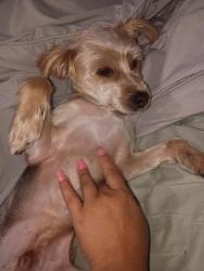 Reunited Male Dog last seen Near s kingston ave, Chicago, IL 60649