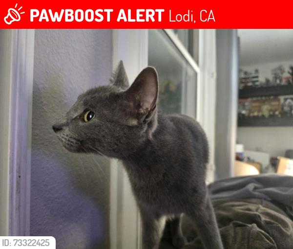 Lost Female Cat last seen Turner Rd and Lincoln Ave, Lodi, CA 95240