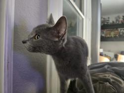 Lost Female Cat last seen Turner Rd and Lincoln Ave, Lodi, CA 95240