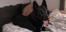 Reunited Male Dog last seen Street Chimène, Laval, QC H7A 1B9