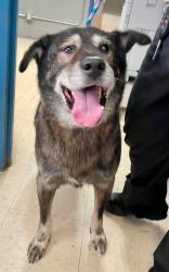 Reunited Male Dog last seen Hillcrest between Fairview and Davern, Saint Paul, MN 55116