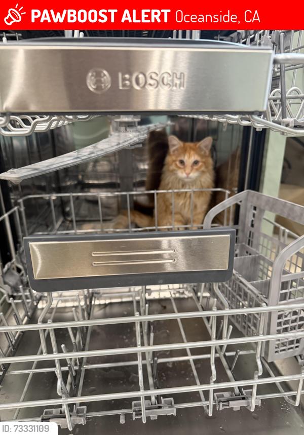Lost Male Cat last seen Marvin and College, Oceanside, CA 92056