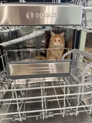 Lost Male Cat last seen Marvin and College, Oceanside, CA 92056