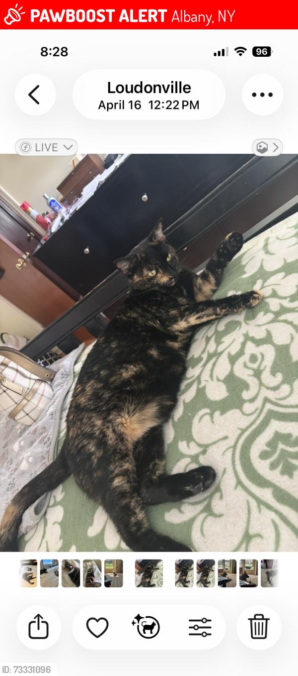 Lost Female Cat last seen Reddy Lane and Osborne Road, Albany, NY 12211