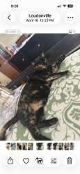 Lost Female Cat last seen Reddy Lane and Osborne Road, Albany, NY 12211