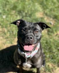 Lost Female Dog last seen N McCord/King rd, Sylvania, OH 43560
