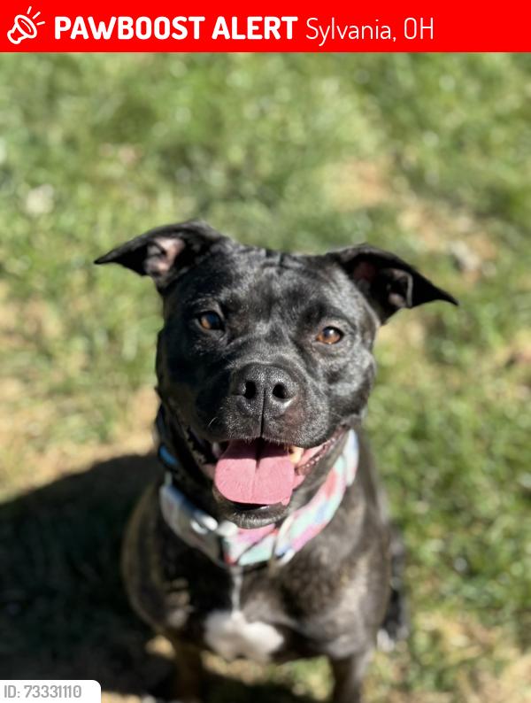 Lost Female Dog last seen N McCord/King rd, Sylvania, OH 43560