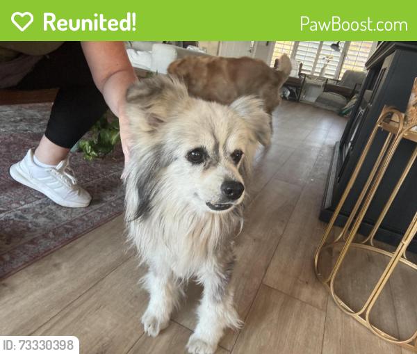 Reunited Male Dog last seen Avocado rd and fire mountain road, Oceanside, CA 92054