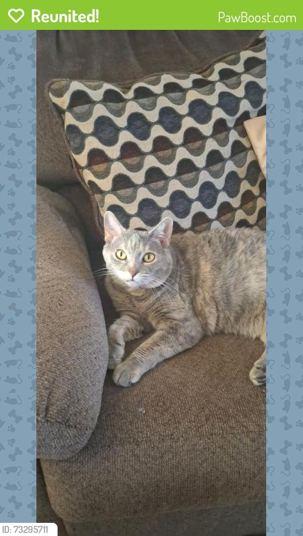 Reunited Female Cat last seen US 41 and pine Island road, North Fort Myers, FL 33903