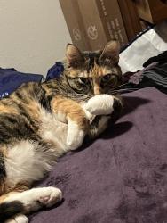 Lost Female Cat last seen Birch lane, Otsego, MN 55330