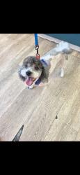 Lost Male Dog last seen Vista ln, San Diego, CA 92173