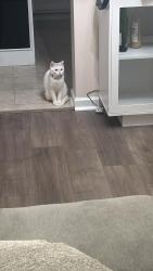 Lost Male Cat last seen Nittany Dr, Dover, PA 17315