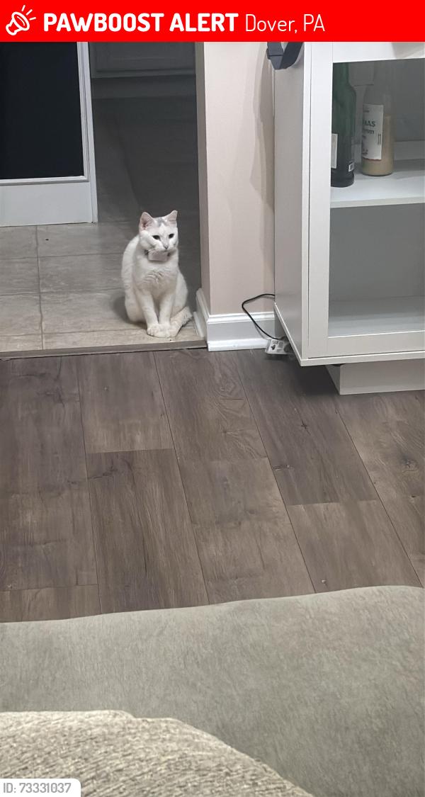 Lost Male Cat last seen Nittany Dr, Dover, PA 17315