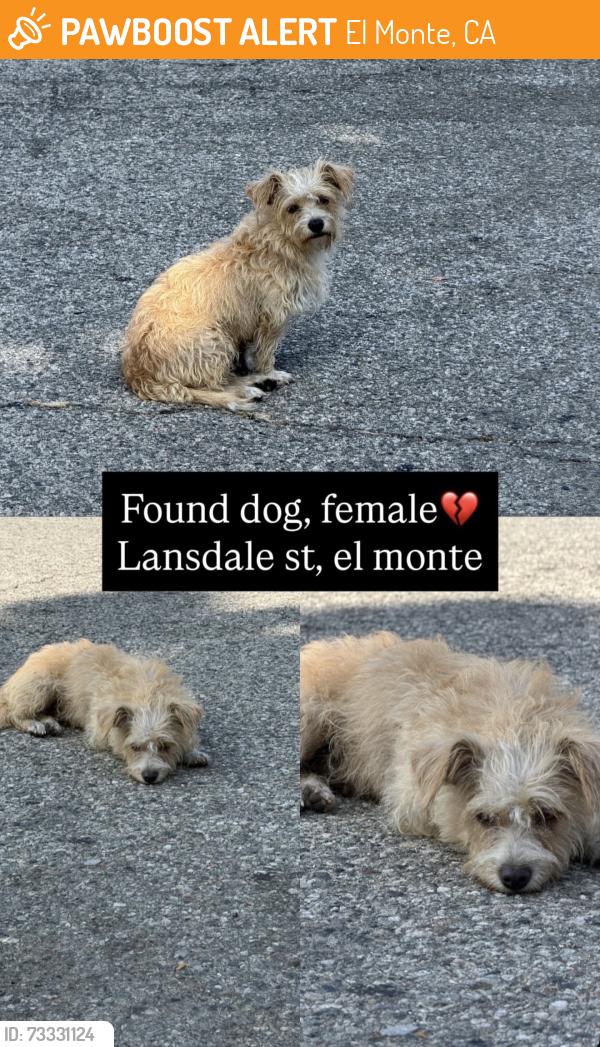 Found/Stray Female Dog last seen Cogswell, El Monte, El Monte, CA 91732