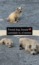 Found/Stray Female Dog last seen Cogswell, El Monte, El Monte, CA 91732