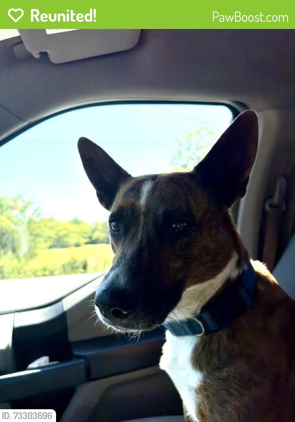 Reunited Male Dog last seen Holly Grove Rd, Rutherford County, TN 37085