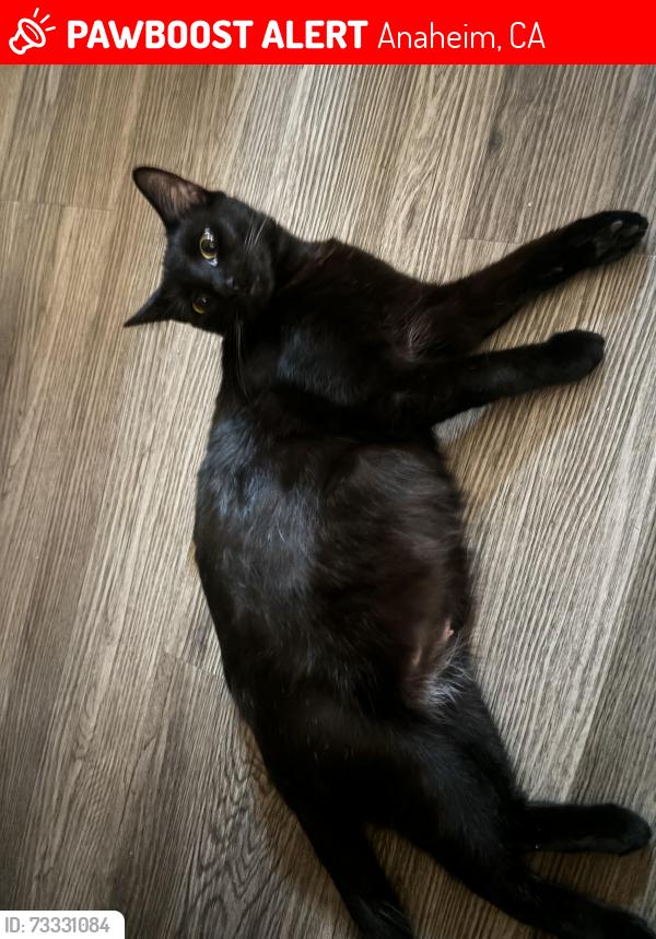 Lost Female Cat last seen Ponderosa park, Anaheim, CA 92802