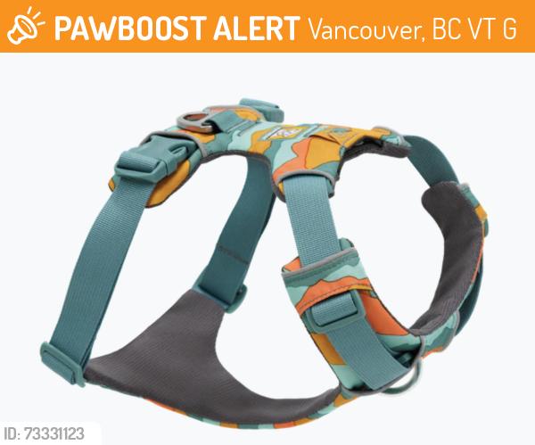Found/Stray Unknown Dog last seen Glen and east 11th, heading west, Vancouver, BC V5T 2G1