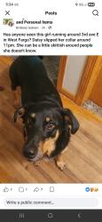 Lost Female Dog last seen North east of 45th st and 12 ave n, Fargo, ND 58102