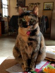 Lost Female Cat last seen Los Rachitos & Pasita de Kristy, Lakeside, CA 92040