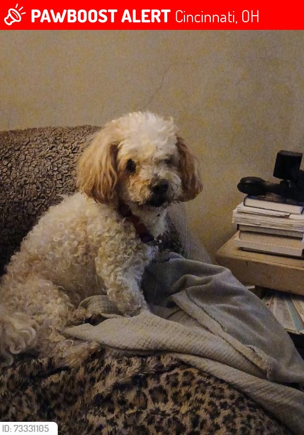 Lost Female Dog last seen Kling Ave.& Mignon Ave. Near Westwood Town Hall, Cincinnati, OH 45211
