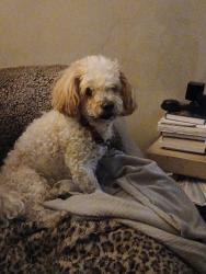 Lost Female Dog last seen Kling Ave.& Mignon Ave. Near Westwood Town Hall, Cincinnati, OH 45211